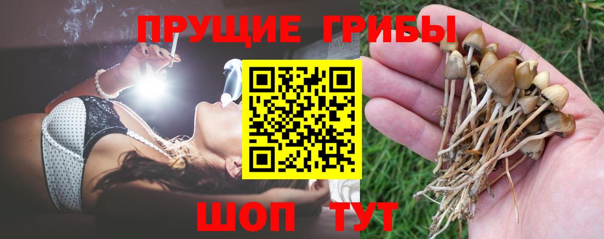 Псилоцибиновые грибы Psilocybe  Вход с VPN  где купить наркотик  Славянск-на-Кубани 